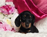 Sally, a female Miniature Dachshund for sale in Belgrade, MN – 10 of 10