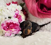 Patsy, a female Miniature Dachshund for sale in Belgrade, MN – Photo 6 of 10