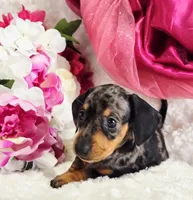 Patsy, a female Miniature Dachshund for sale in Belgrade, MN – Photo 5 of 10