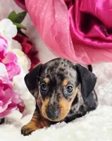 Patsy, a female Miniature Dachshund for sale in Belgrade, MN – Photo 8 of 10