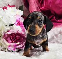 Patsy, a female Miniature Dachshund for sale in Belgrade, MN – Photo 3 of 10