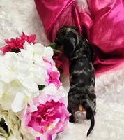 Patsy, a female Miniature Dachshund for sale in Belgrade, MN – Photo 9 of 10