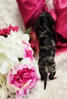 Patsy, a female Miniature Dachshund for sale in Belgrade, MN – Photo 7 of 10