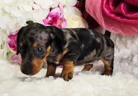 Patsy, a female Miniature Dachshund for sale in Belgrade, MN – Photo 4 of 10