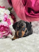 Patsy, a female Miniature Dachshund for sale in Belgrade, MN – Photo 10 of 10