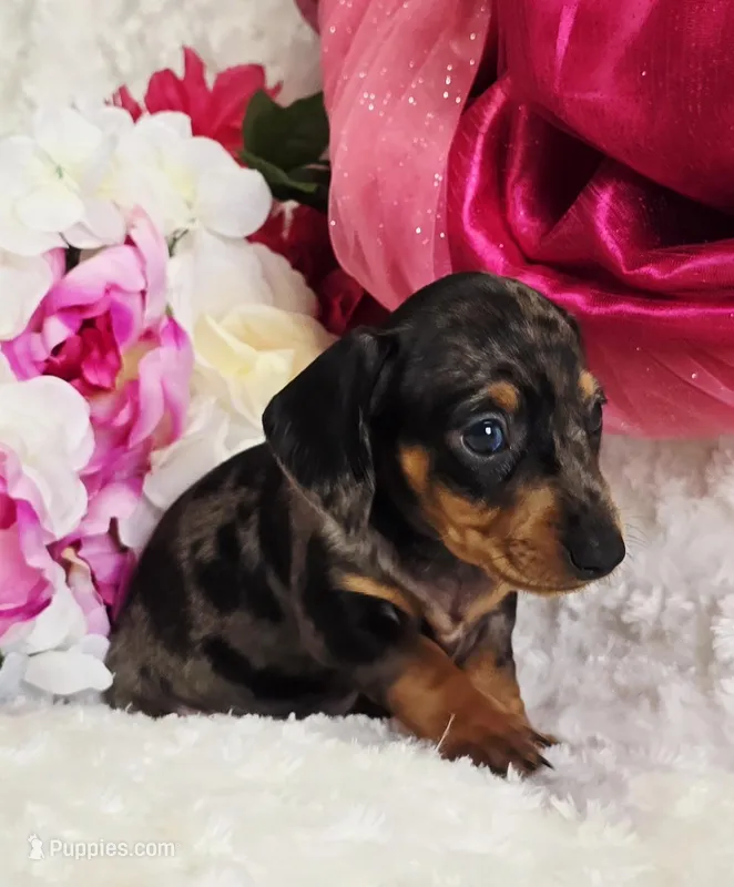 Patsy – Miniature Dachshund puppy for sale in Belgrade, MN
