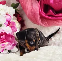 Patsy, a female Miniature Dachshund for sale in Belgrade, MN – Photo 2 of 10