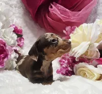 Kisses, a female Miniature Dachshund for sale in Belgrade, MN – 9 of 10