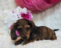 Red Reena , a female Miniature Dachshund for sale in Belgrade, MN – 5 of 10