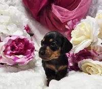 Squeeze, a male Miniature Dachshund for sale in Belgrade, MN – 8 of 10