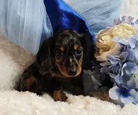 Caption , a male Miniature Dachshund for sale in Belgrade, MN – 7 of 10