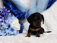 Mack, a female Miniature Dachshund for sale in Belgrade, MN – Photo 8 of 10