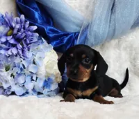 Mack, a female Miniature Dachshund for sale in Belgrade, MN – Photo 7 of 10