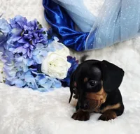 Mack, a female Miniature Dachshund for sale in Belgrade, MN – Photo 9 of 10