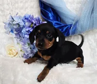 Mack, a female Miniature Dachshund for sale in Belgrade, MN – Photo 4 of 10