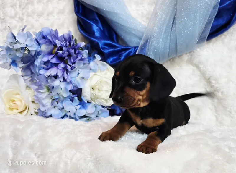 Mack, a female Miniature Dachshund for sale in Belgrade, MN – Photo 1 of 10
