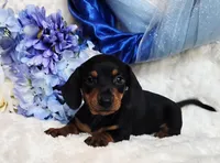Mack, a female Miniature Dachshund for sale in Belgrade, MN – Photo 6 of 10