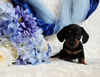 Mack, a female Miniature Dachshund for sale in Belgrade, MN – Photo 10 of 10