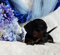 Mack, a female Miniature Dachshund for sale in Belgrade, MN – Photo 5 of 10