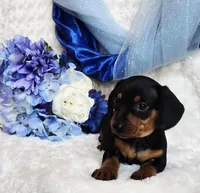 Mack, a female Miniature Dachshund for sale in Belgrade, MN – Photo 3 of 10