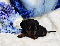 Mack, a female Miniature Dachshund for sale in Belgrade, MN – Photo 2 of 10