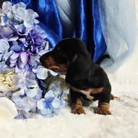 Hondo, a male Miniature Dachshund for sale in Belgrade, MN – 3 of 10