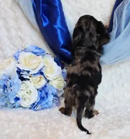 Scoutt, a male Miniature Dachshund for sale in Belgrade, MN – 10 of 10