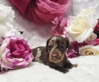 Kisses, a female Miniature Dachshund for sale in Belgrade, MN – 2 of 10
