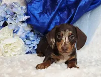 Pooch, a male Miniature Dachshund for sale in Belgrade, MN – Photo 7 of 10