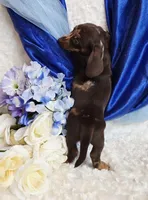 Pooch, a male Miniature Dachshund for sale in Belgrade, MN – Photo 9 of 10