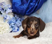 Pooch, a male Miniature Dachshund for sale in Belgrade, MN – Photo 3 of 10