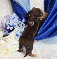 Pooch, a male Miniature Dachshund for sale in Belgrade, MN – Photo 8 of 10