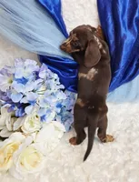 Pooch, a male Miniature Dachshund for sale in Belgrade, MN – Photo 10 of 10