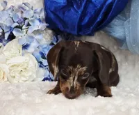 Pooch, a male Miniature Dachshund for sale in Belgrade, MN – Photo 2 of 10