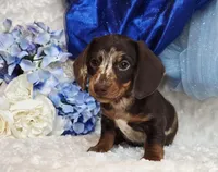 Pooch, a male Miniature Dachshund for sale in Belgrade, MN – Photo 4 of 10