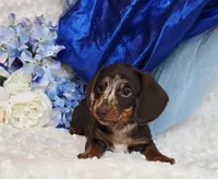 Pooch, a male Miniature Dachshund for sale in Belgrade, MN – Photo 6 of 10