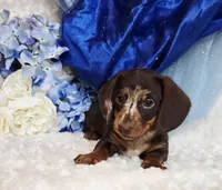 Pooch, a male Miniature Dachshund for sale in Belgrade, MN – Photo 5 of 10