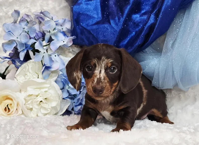 Pooch – Miniature Dachshund puppy for sale in Belgrade, MN