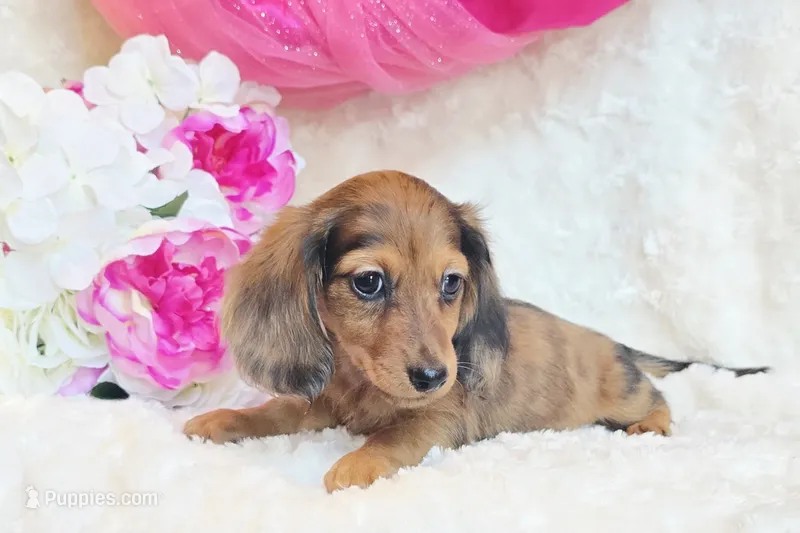 Red Reena  – Miniature Dachshund puppy for sale in Belgrade, MN
