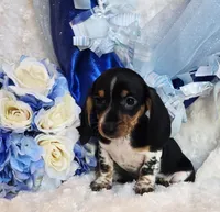 Rabbit, a male Miniature Dachshund for sale in Belgrade, MN – 3 of 10