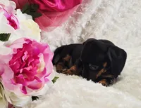 Wendy, a female Miniature Dachshund for sale in Belgrade, MN – Photo 5 of 9