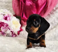 Wendy, a female Miniature Dachshund for sale in Belgrade, MN – Photo 4 of 9