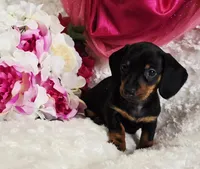 Wendy, a female Miniature Dachshund for sale in Belgrade, MN – Photo 1 of 9