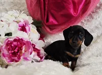 Wendy, a female Miniature Dachshund for sale in Belgrade, MN – Photo 3 of 9