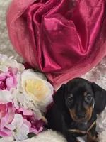 Wendy, a female Miniature Dachshund for sale in Belgrade, MN – Photo 9 of 9