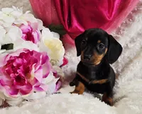 Wendy, a female Miniature Dachshund for sale in Belgrade, MN – Photo 6 of 9