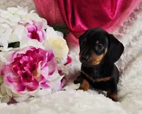 Wendy, a female Miniature Dachshund for sale in Belgrade, MN – Photo 2 of 9