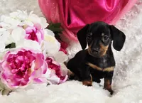 Wendy, a female Miniature Dachshund for sale in Belgrade, MN – Photo 7 of 9