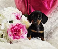 Wendy, a female Miniature Dachshund for sale in Belgrade, MN – Photo 8 of 9