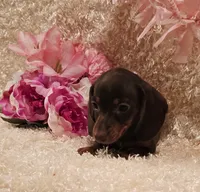 Kisses, a female Miniature Dachshund for sale in Belgrade, MN – 2 of 6